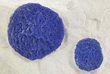 Vibrant Blue Azurite Suns on Siltstone - Australia #361202-1